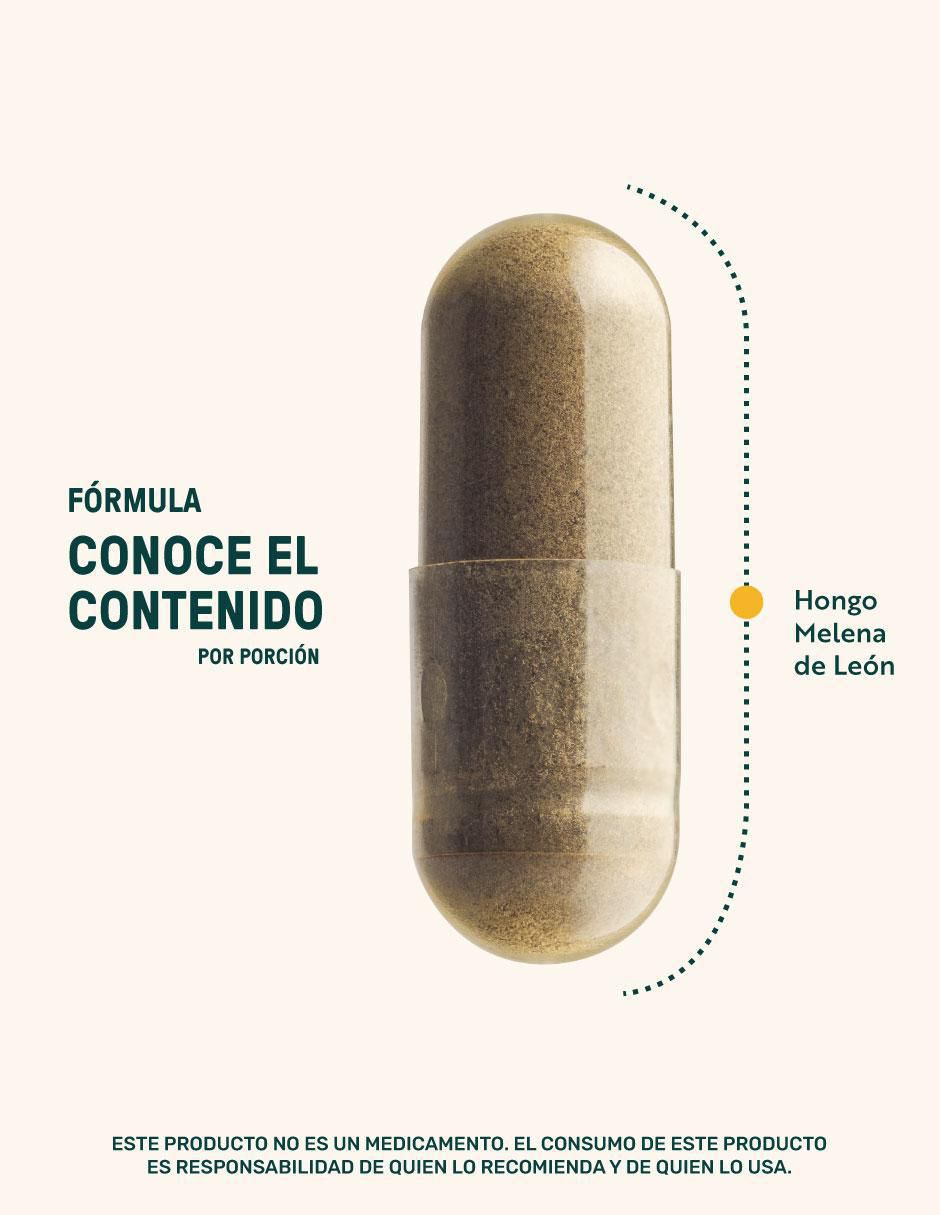 Melena de León Mushrooms 5