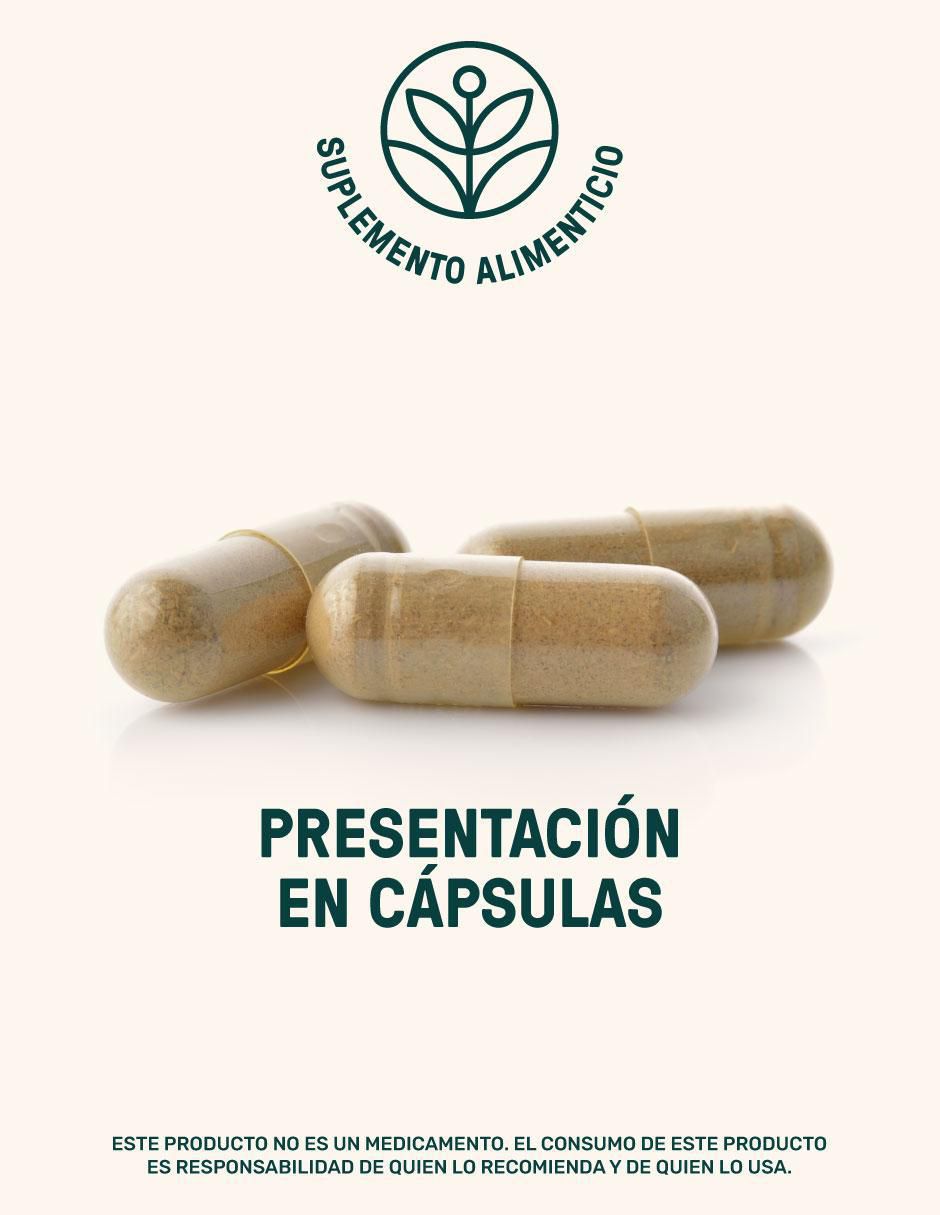 Melena de León Mushrooms 8